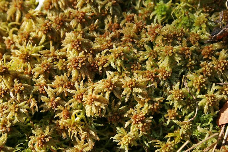 Sphagnum palustre (door Jan Kersten)