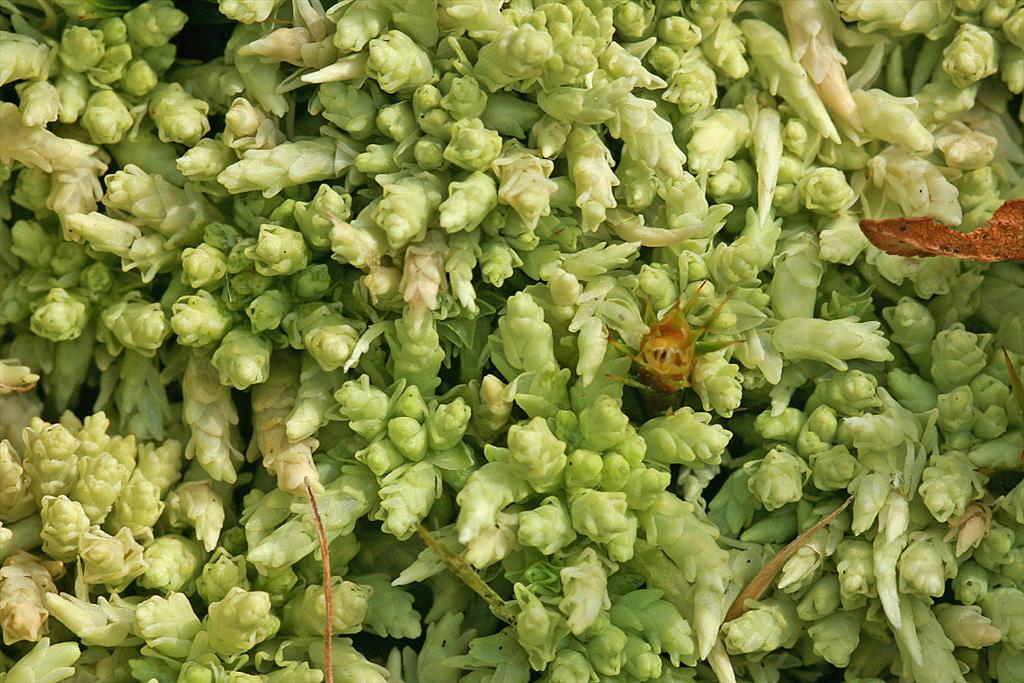 Sphagnum palustre (door Jan Kersten)