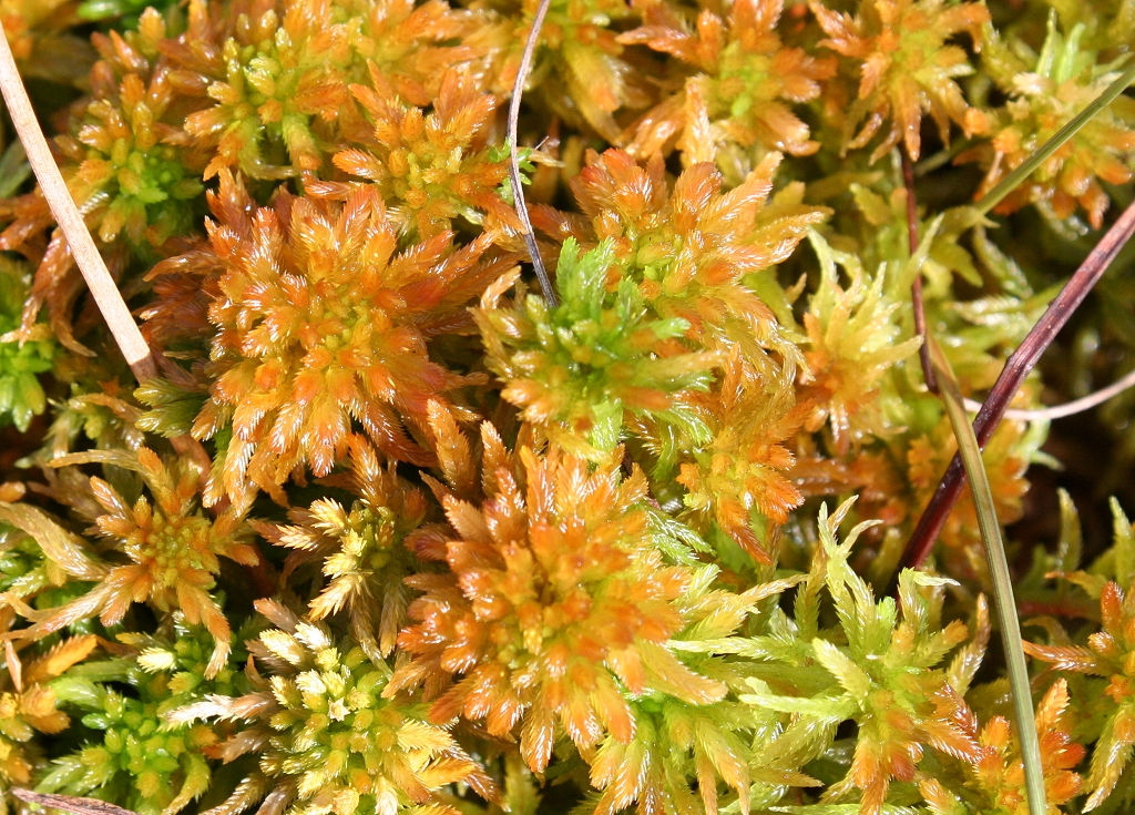 Sphagnum pulchrum (door Laurens Sparrius)