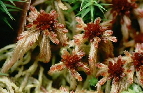 Sphagnum quinquefarium (door Klaas van der Veen)