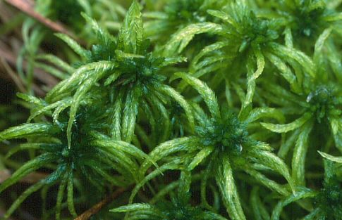 Sphagnum riparium (door Klaas van der Veen)