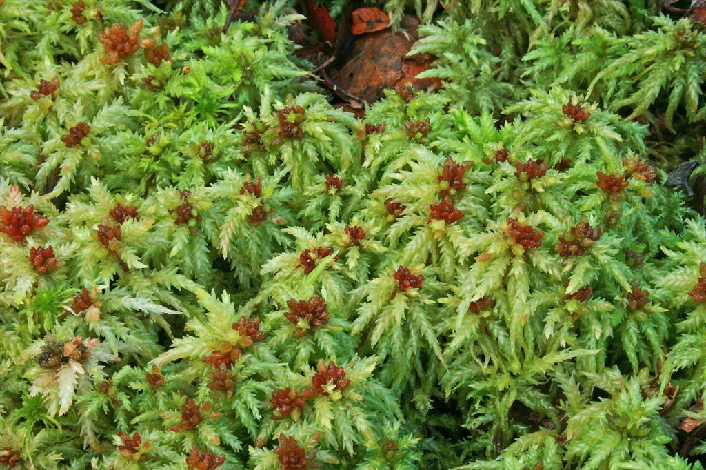 Sphagnum palustre (door Jan Kersten)