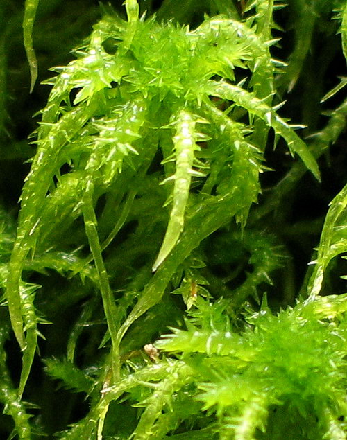 Sphagnum squarrosum (door Andrew Spink)