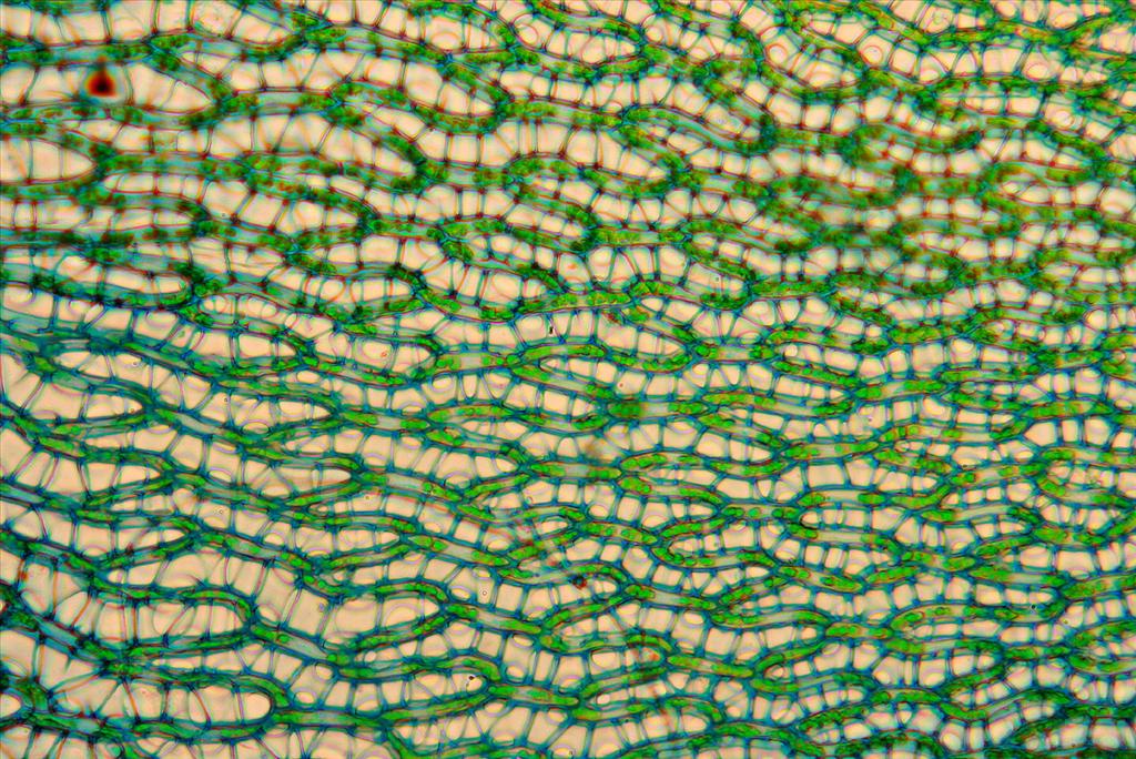 Sphagnum subnitens (door Jan Kersten)