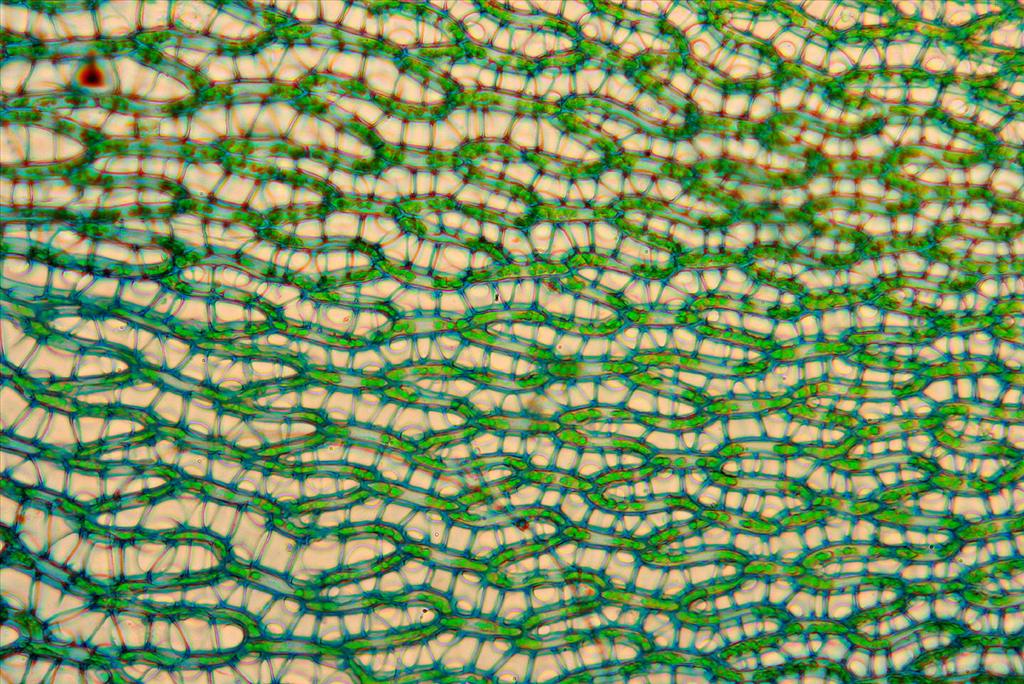 Sphagnum subnitens (door Jan Kersten)