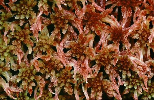 Sphagnum subnitens (door Klaas van der Veen)