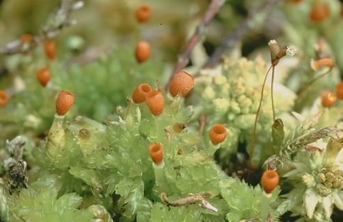 Sphagnum tenellum (door Klaas van der Veen)