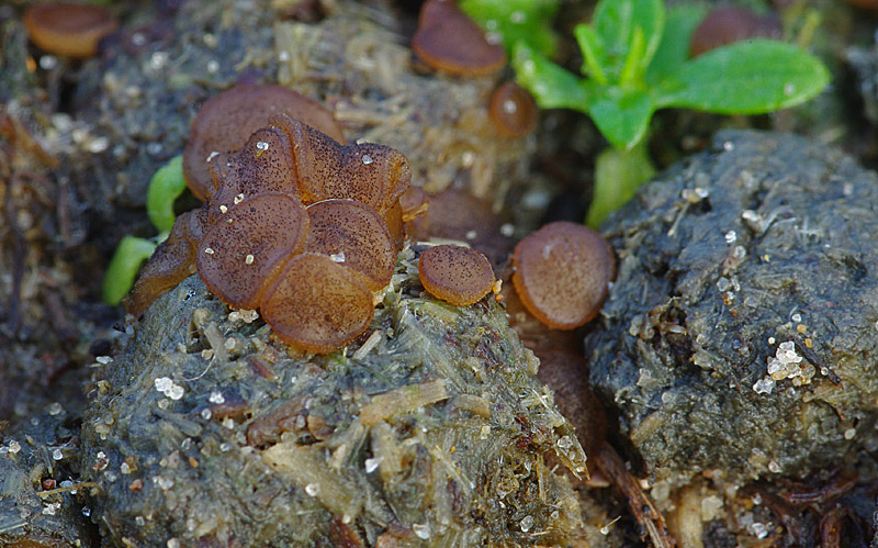 Saccobolus versicolor (door Hans Adema)