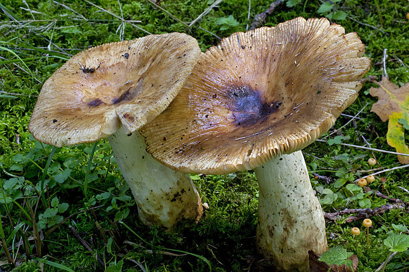 Russula illota (door John Breugelmans)