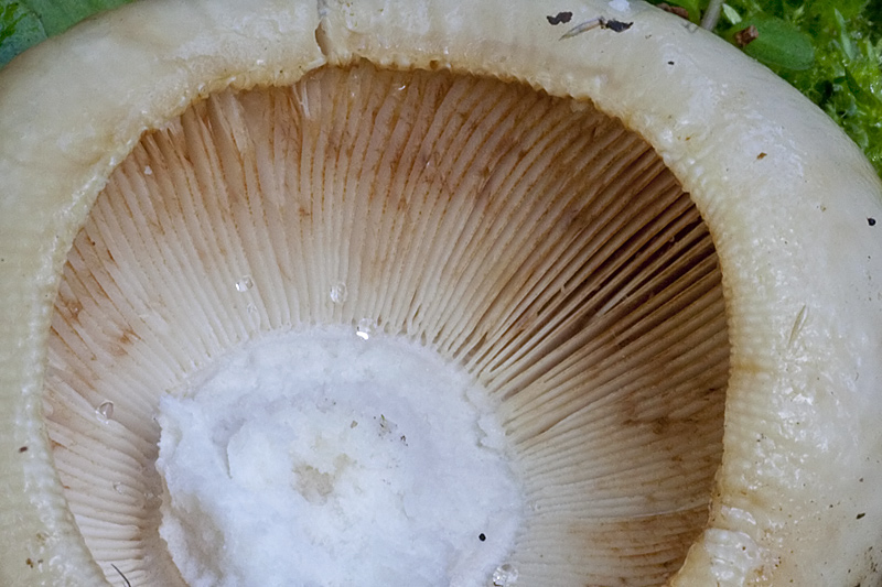 Russula illota (door John Breugelmans)