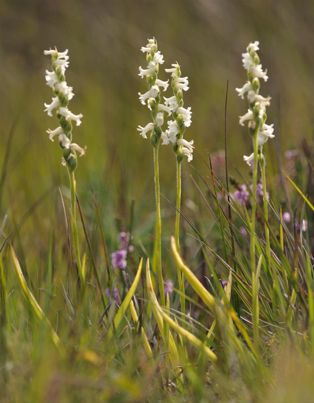 Spiranthes cernua 'Chadds Ford' x odorata (door Theo Muusse)