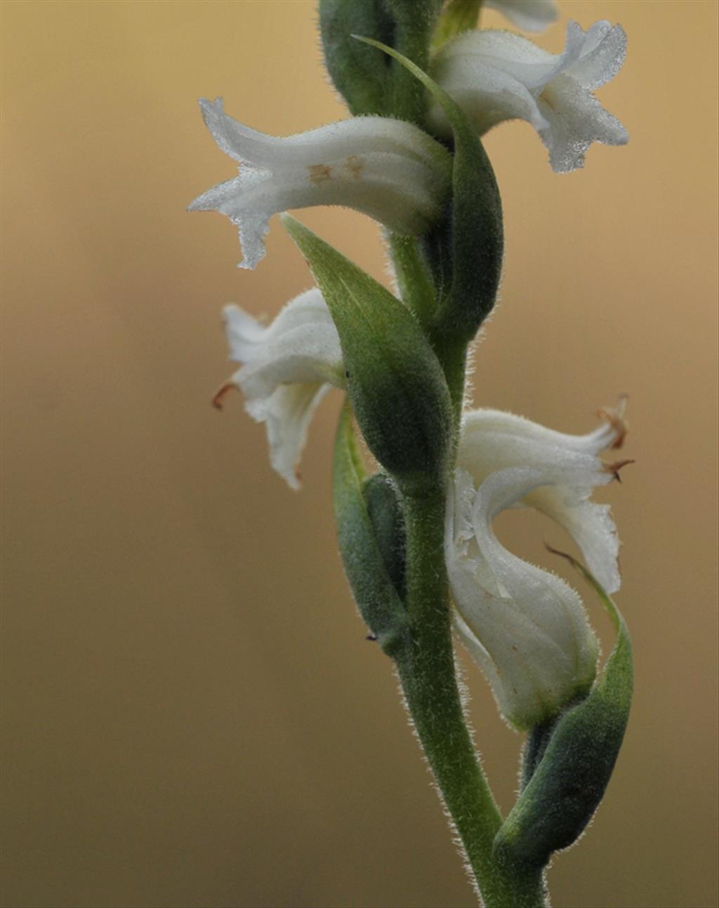 Spiranthes cernua 'Chadds Ford' x odorata (door Theo Muusse)