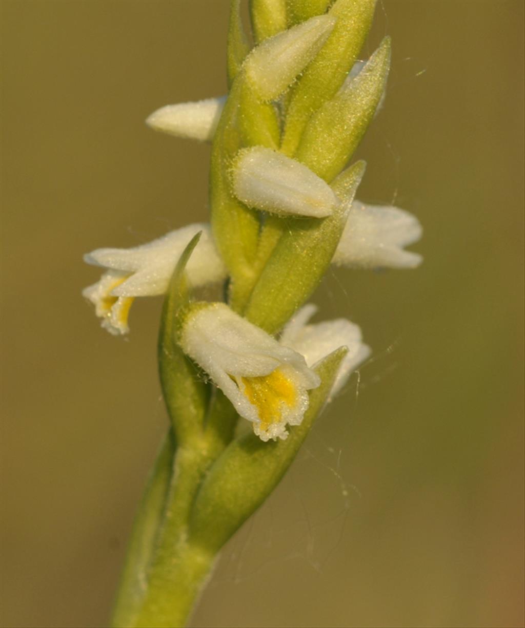 Spiranthes lucida (door Theo Muusse)