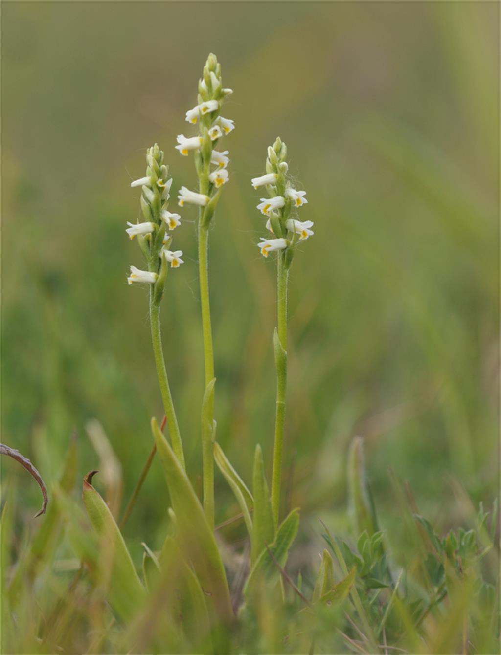 Spiranthes lucida (door Theo Muusse)