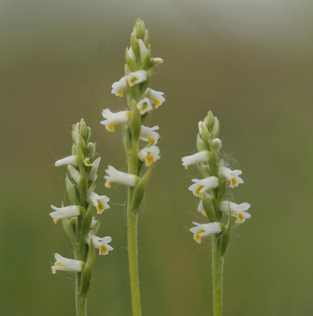 Spiranthes lucida (door Theo Muusse)