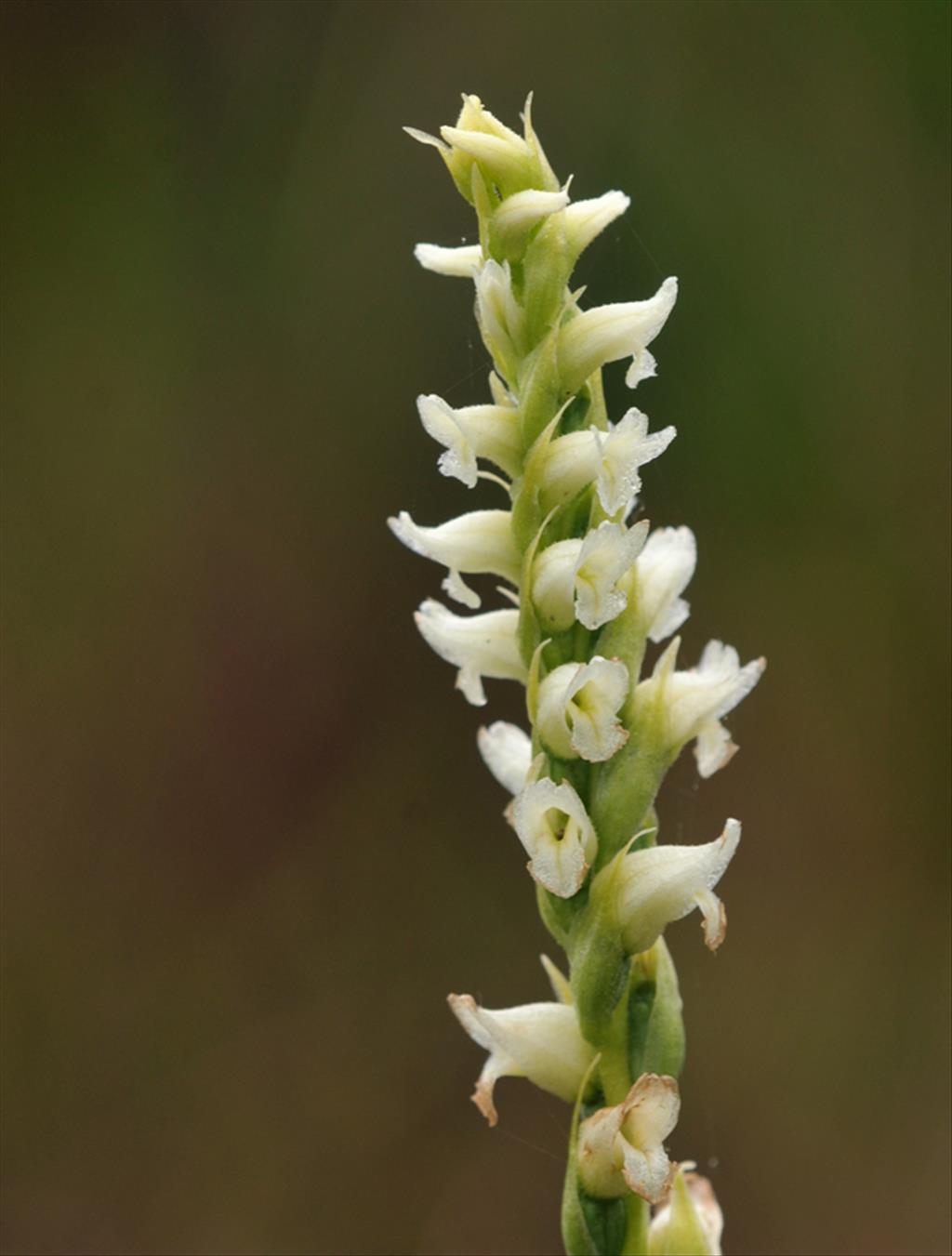 Spiranthes romanzoffiana (door Theo Muusse)