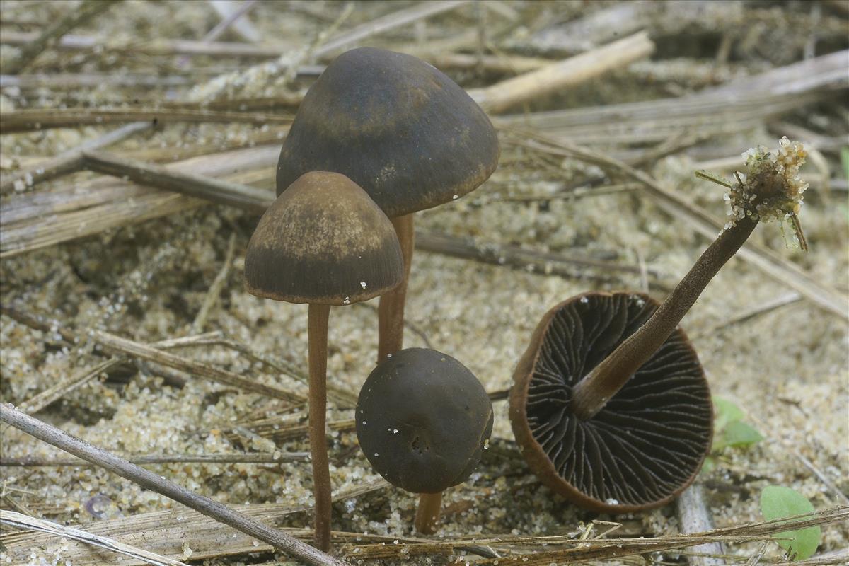 Panaeolus acuminatus (door Henk Remijn)