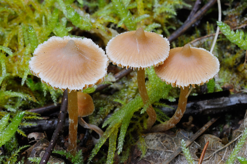 Cortinarius acutus (door Kik van Boxtel)