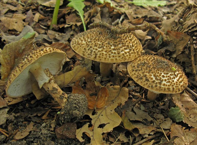 Lepiota aspera (door Hannie Wijers)