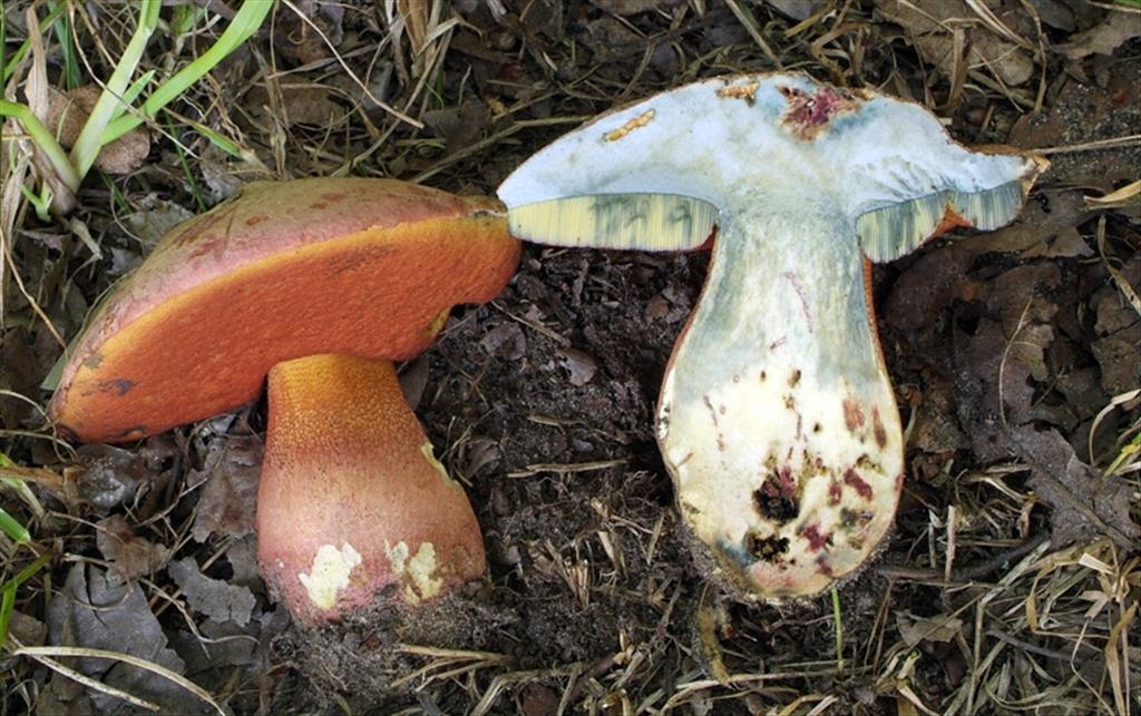 Rubroboletus legaliae (door Marjon van der Vegte)