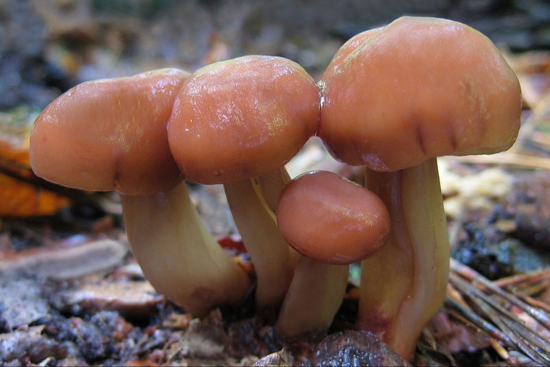 Gymnopus fusipes (door Gio van Bernebeek)