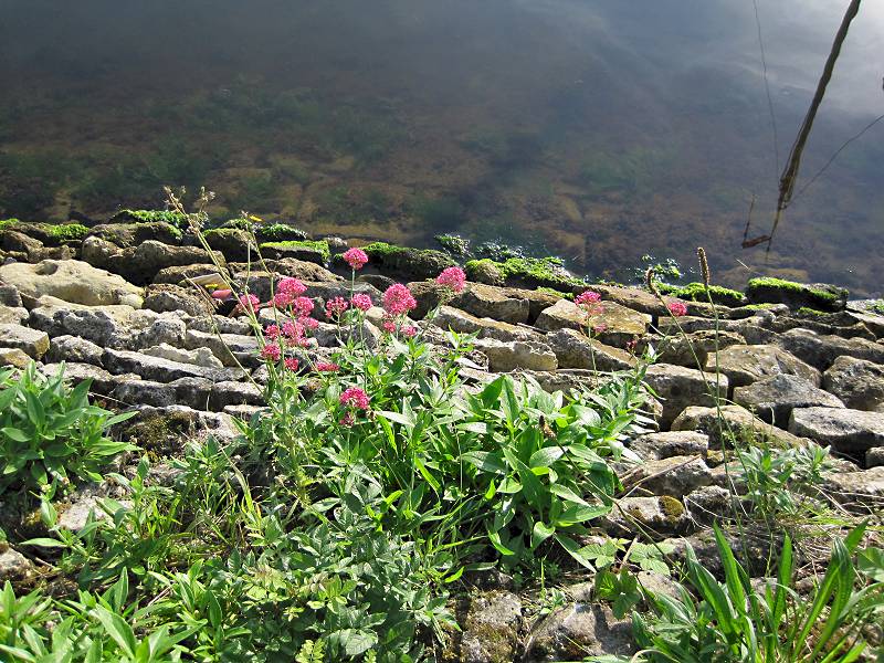 Centranthus ruber (door Grada Menting)