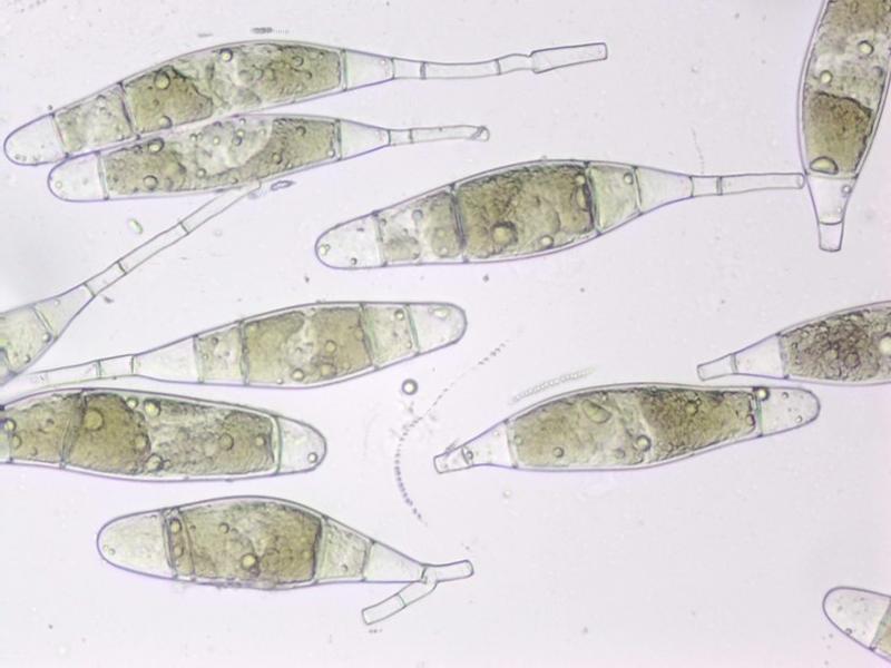 Bactridium flavum (door Alex Konig)