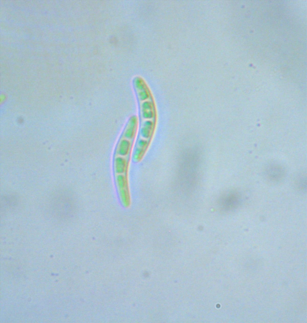 Pseudoschismatomma rufescens (door Arno van der Pluijm)