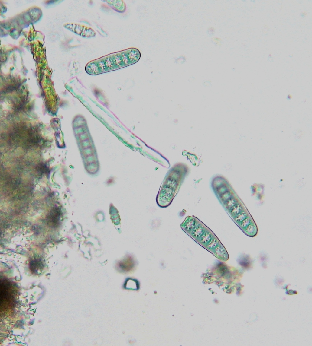 Phaeographis smithii (door Arno van der Pluijm)