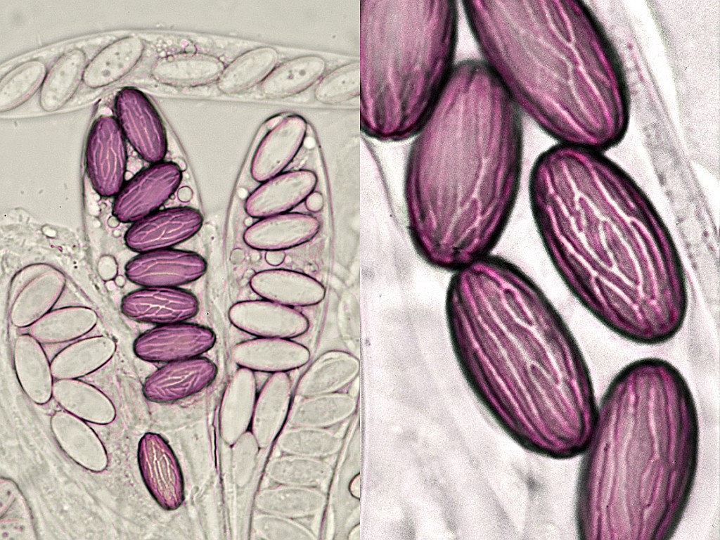 Ascobolus sacchariferus (door Henk Huijser)