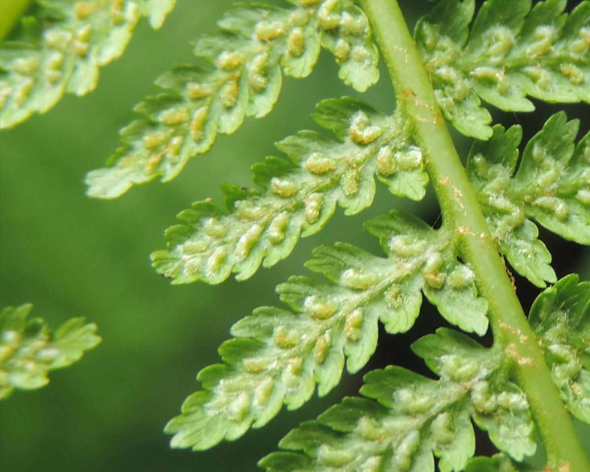 Athyrium filix-femina (door Wim van der Neut)