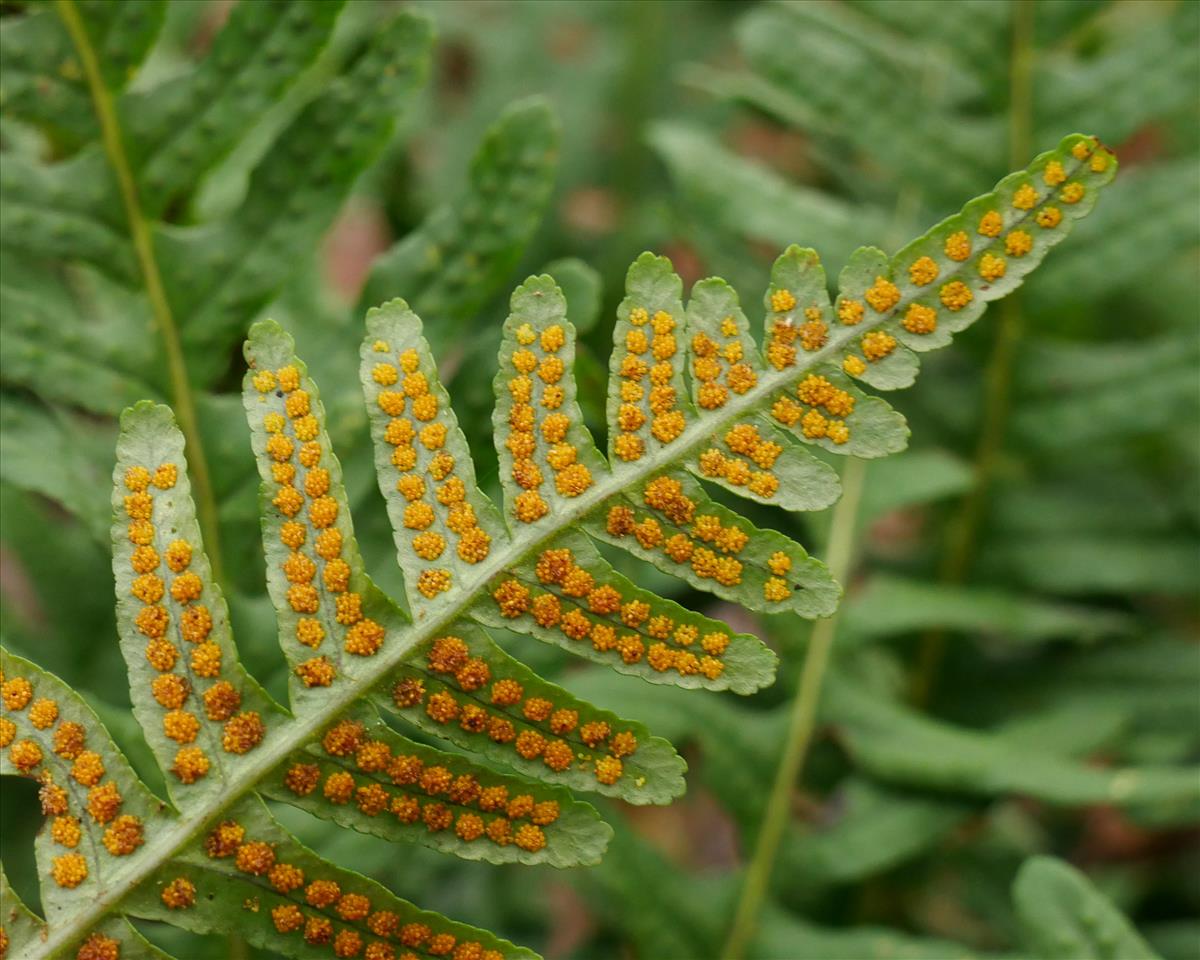 Polypodium vulgare (door Wim van der Neut)