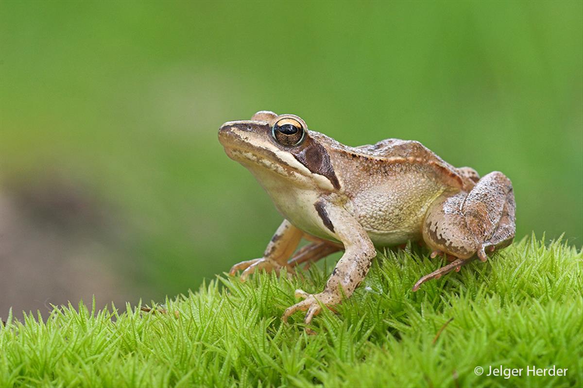 Rana dalmatina (door Jelger Herder)