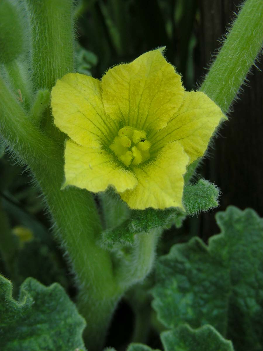 Ecballium elaterium (door Ed Stikvoort | Saxifraga.nl)