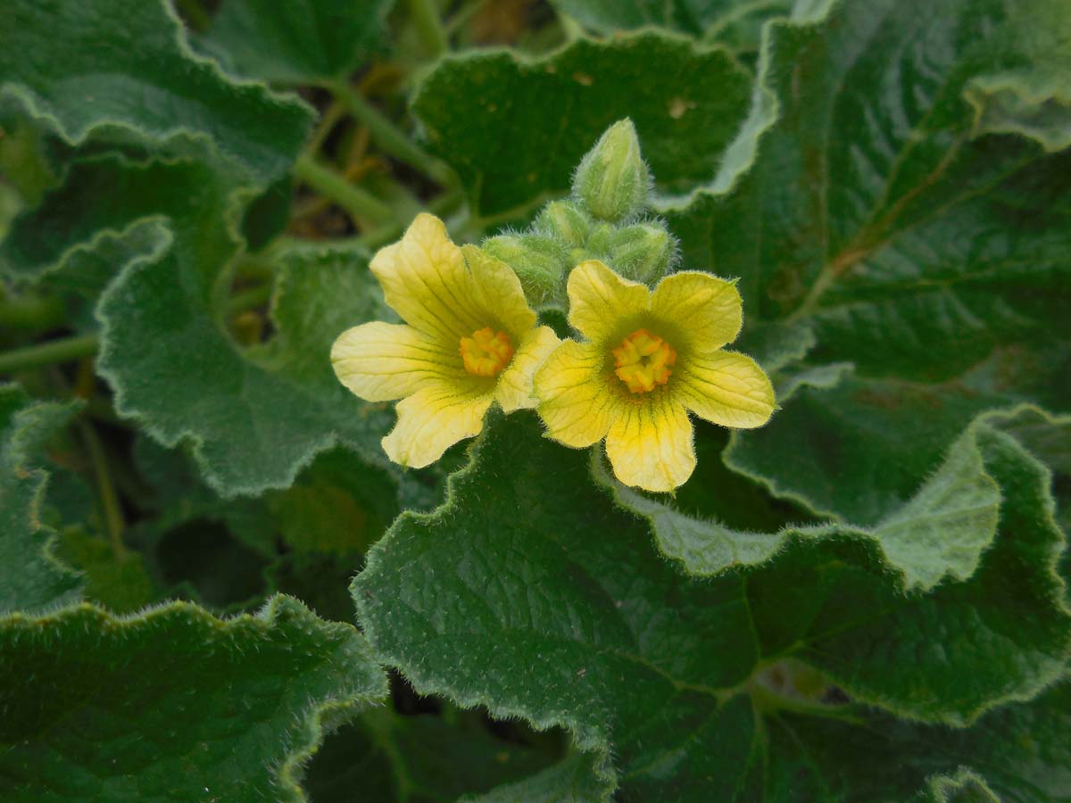 Ecballium elaterium (door Ed Stikvoort | Saxifraga.nl)