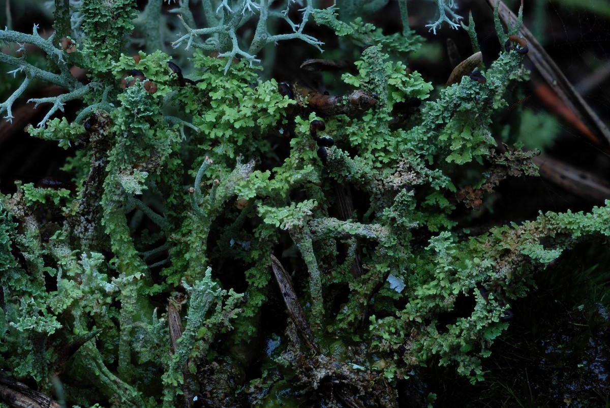 Cladonia ramulosa (door Arjan de Groot)