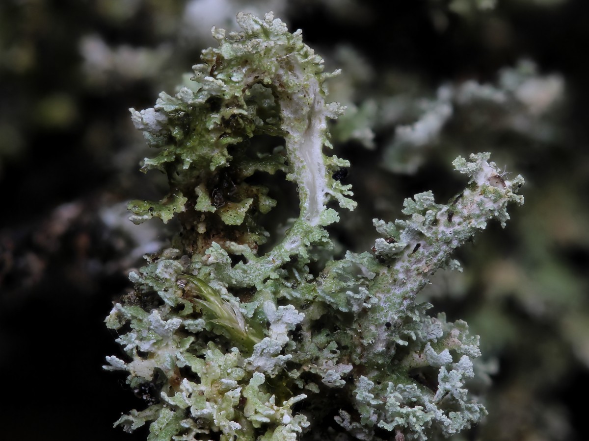 Cladonia squamosa (door Arjan de Groot)