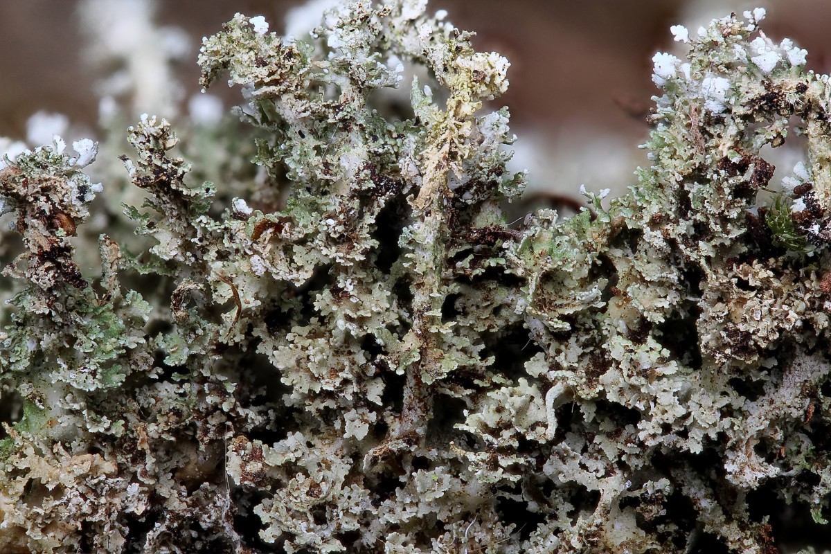 Cladonia squamosa (door Arjan de Groot)