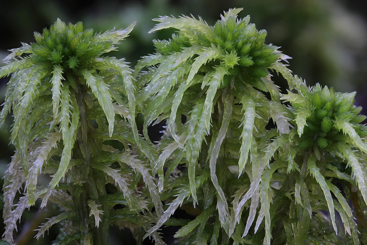 Sphagnum squarrosum (door Arjan de Groot)