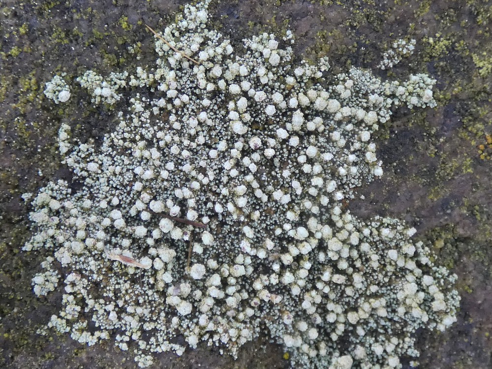 Stereocaulon pileatum (door Roel Riemersma)