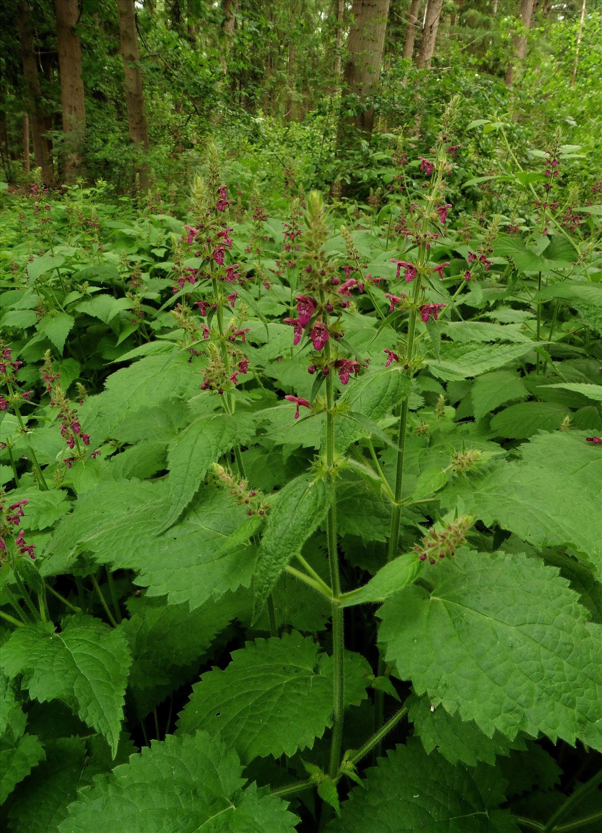 Stachys sylvatica (door Willie Riemsma)