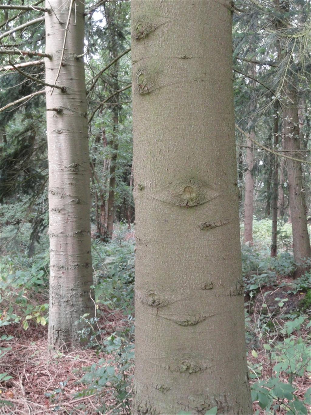 Abies nordmanniana (door Wim van der Neut)