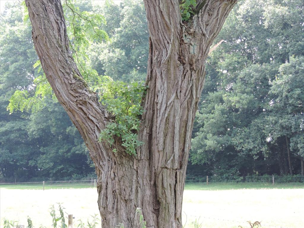 Robinia pseudoacacia (door wim van der neut)