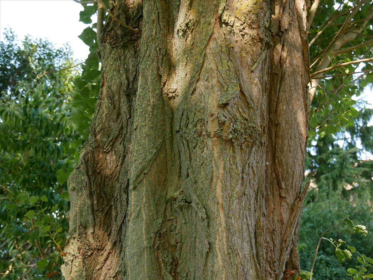 Populus nigra 'Italica' (door Wim van der Neut)