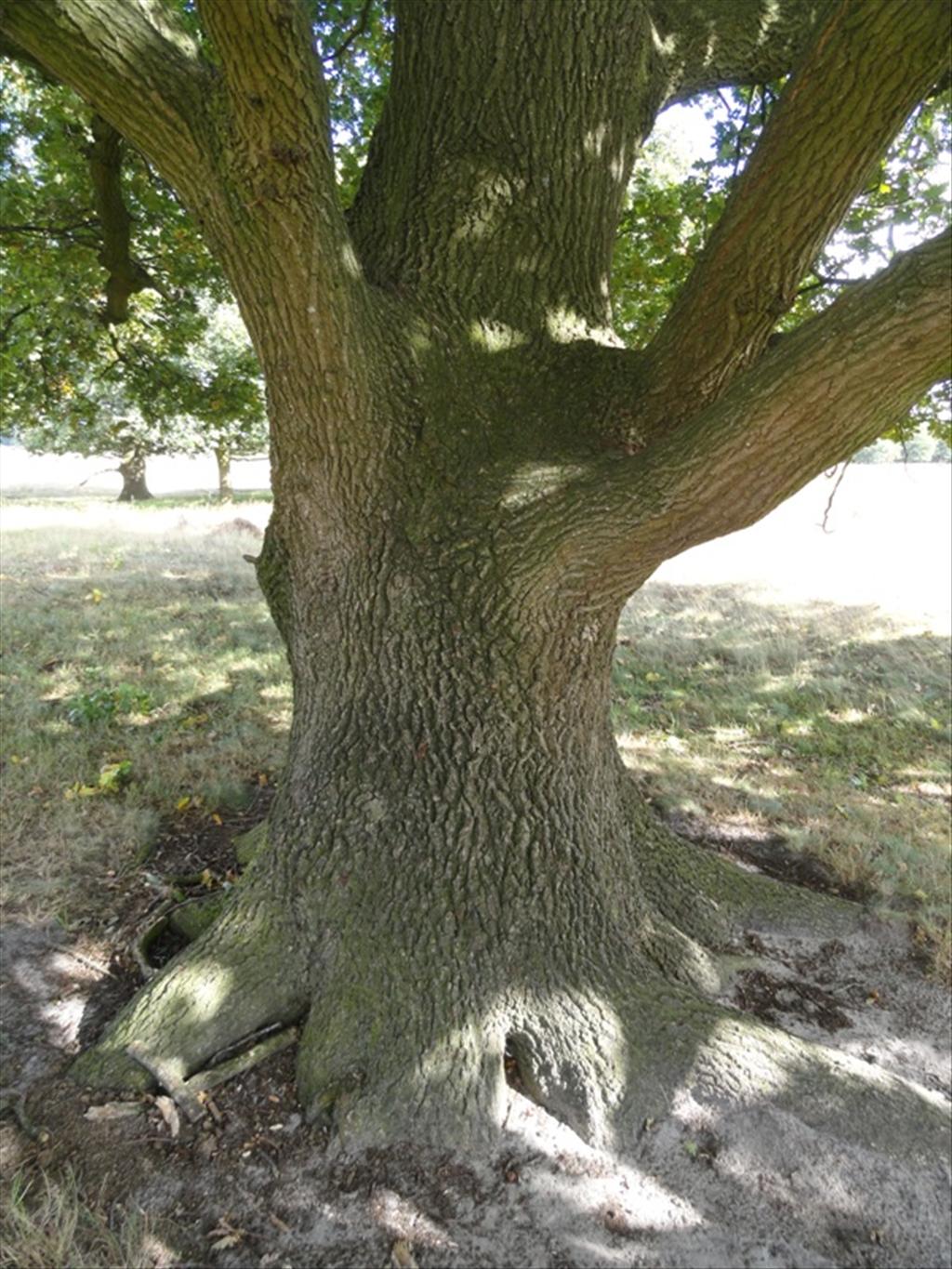 Quercus robur (door wim van der neut)
