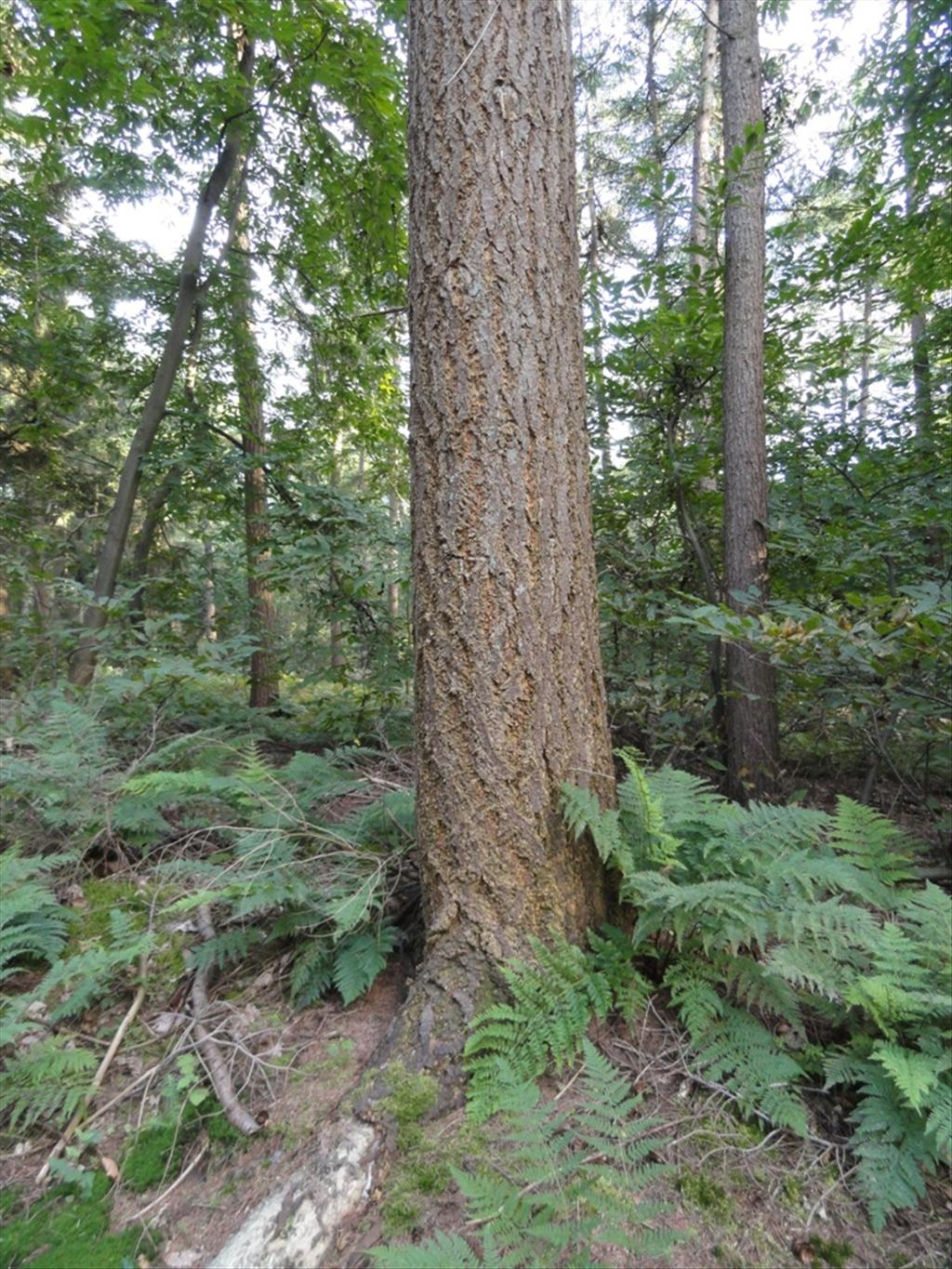 Pseudotsuga menziesii (door wim van der neut)