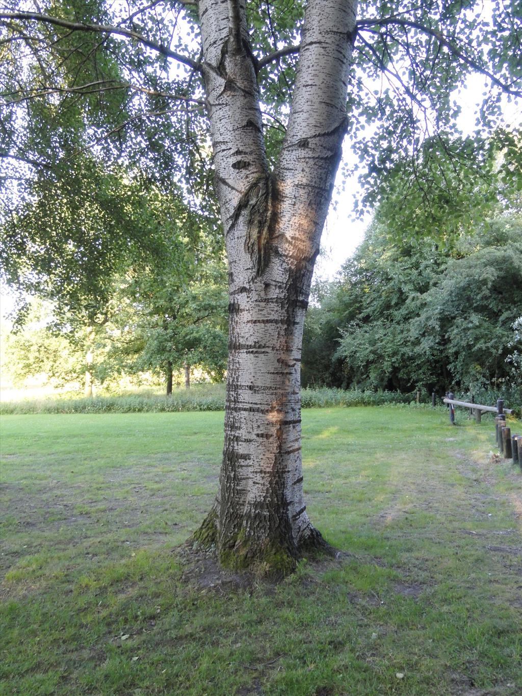 Populus tremula (door wim van der neut)