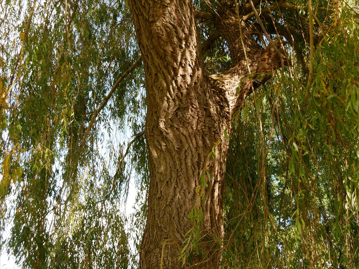 Salix x sepulcralis (door Wim van der Neut)
