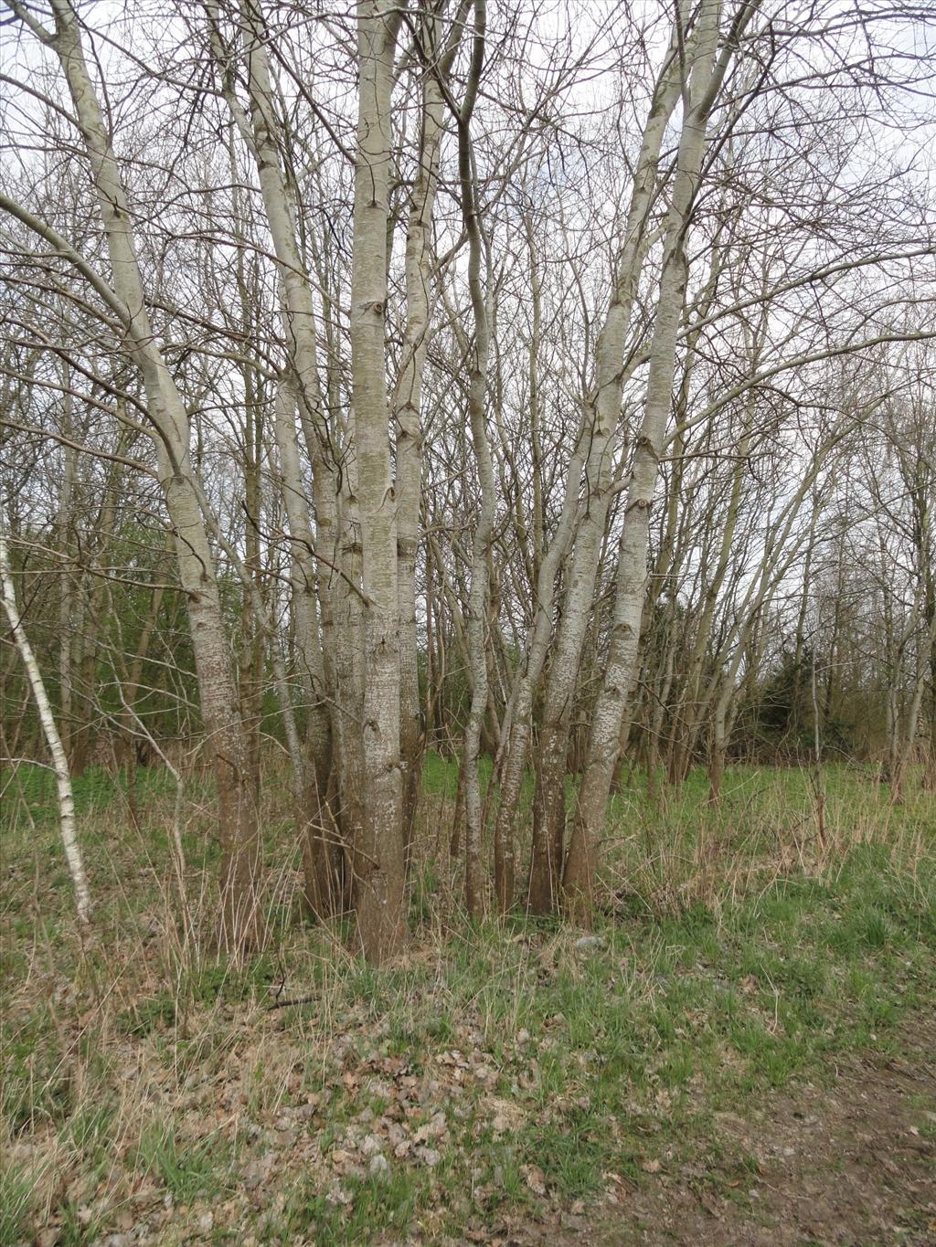 Populus tremula (door wim van der neut)