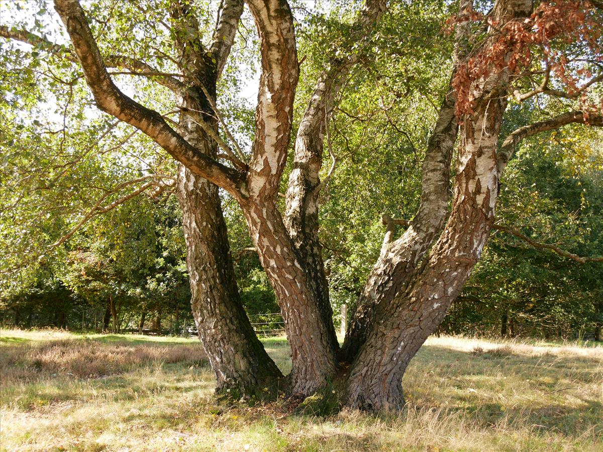 Betula pendula (door Wim van der Neut)